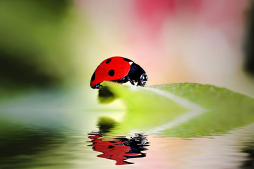 Ladybird bug on a leaf with green and pink background