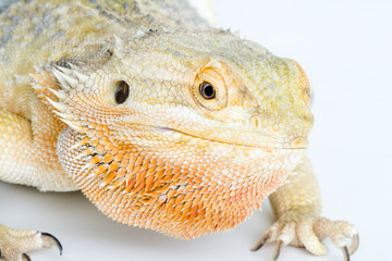 Bearded Dragon