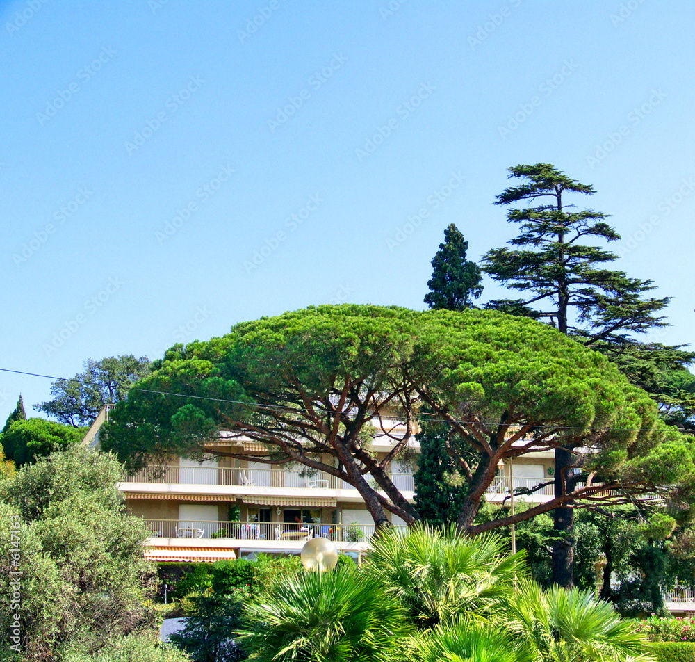 Poster cèdre devant une résidence de vacances à cannes