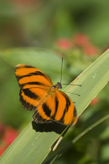 Fototapeta na wymiar Orange Tiger butterfly