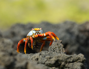 red crab on the rock, galapagos islands