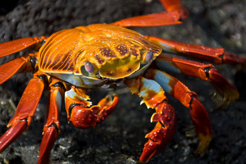 red crab on the rock, galapagos islands