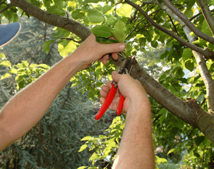 pruning a tree with hand pruners