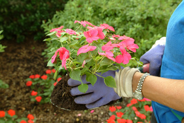 a gardener holds the root ball of an impatien flower 