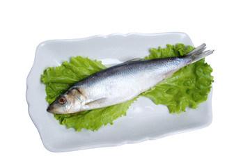 Atlantic herring on green sheet of the salad