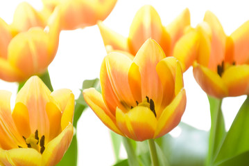 Fototapeta premium a tulip (Tulipa)
