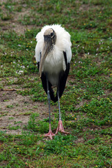 Closeup of an adult Wood Stork