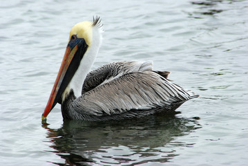 closeup of an adult brown pelican on the water