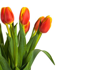 Fresh Red and Yellow Tulips on White Background