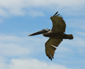 flying pelican, galapagos islands, ecuador