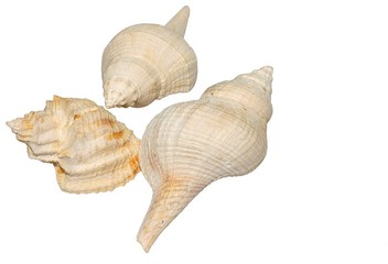 coquilles fossiles 2