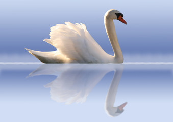 cygne 17