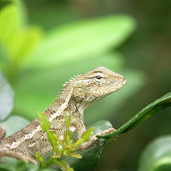 petit lézard