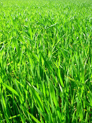 Field of green wheat.