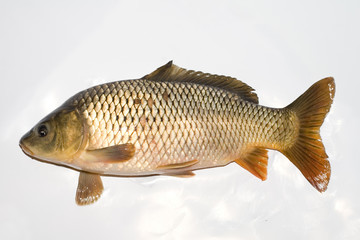 carp