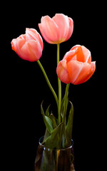 Three tulips in vase on black background