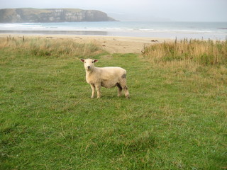 Young Sheep ~ nz