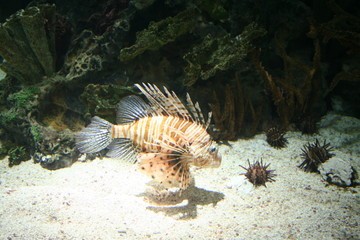 Naklejka na ściany i meble Lionfish & Sea Urchins