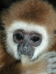 Monkey. Gibbon