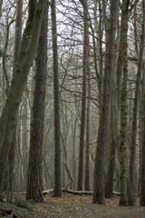 Fototapeta premium Wald