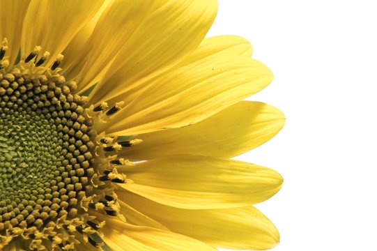 Detail of isolated sunflower