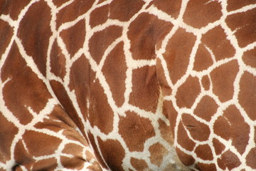 giraffenhaut - hintergrund