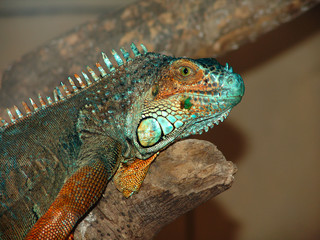 Lezard vert