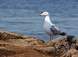 Fototapeta premium Goelands Portrait