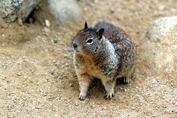 california ground squirrel