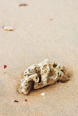 Fototapeta na wymiar Dead coral on the shore