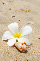 Shell & flower on a beach sand