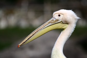 profil de pélican © Stephane Bonnel