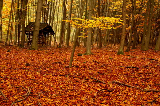 Cratch in autumn forest