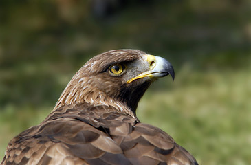 golden eagle