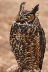 Great Horned Owl