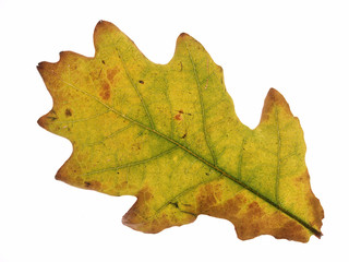 Naklejka na ściany i meble Oak leaf in autumn colours isolated on white