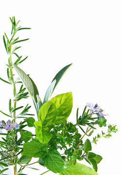 Border of fresh-picked herbs