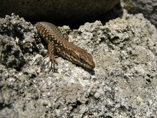 Lézard des murailles