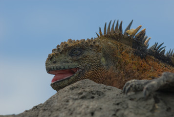 marine iguana on the rocks, galapagos islands, ecuador