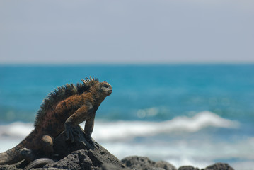Fototapeta premium marine iguana on the rocks, galapagos islands, ecuador