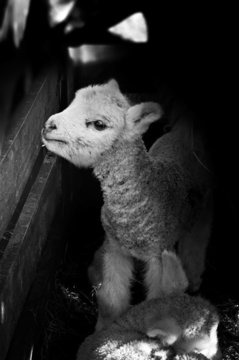 An image of a newborn lamb in black and white.