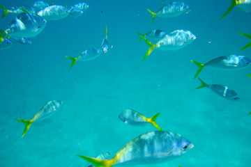Under The Sea
