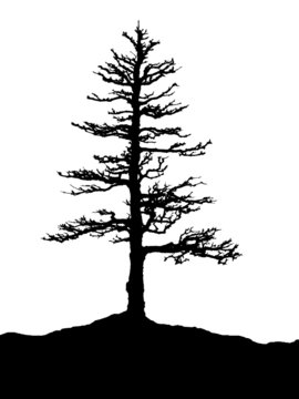 Silhouette of tree, isolated, black and white