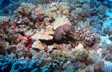 Moray Eel out from under the Coral in Maui