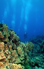 Fototapeta na wymiar Scuba Divers swimming towards the reef in Molokini Hawaii