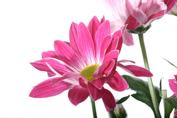 beautiful pink spring flower close-up