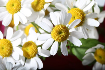 Fototapeta premium beautiful white spring flower close-up