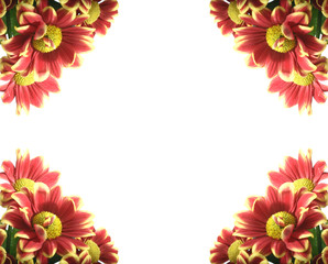 beautiful red spring flower close-up