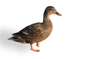 Canard