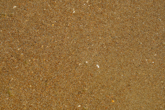 seashell sand